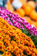 Fototapeta premium Colorful autumn Mum or Chrysanthemum flowers for sale at a pumpkin patch. Pumpkins in the background.