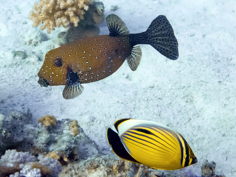 Kofferfisch