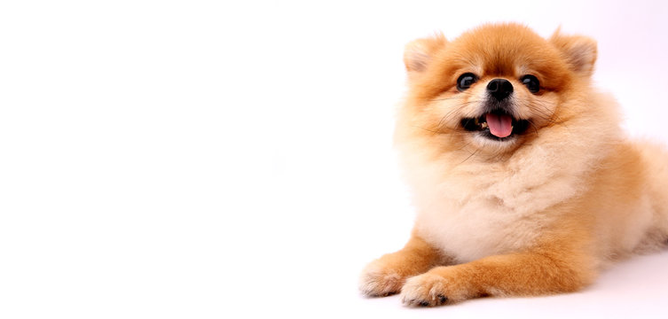 Pomeranian dog with White backdrop and copy space.