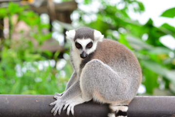 Lemur on The Tree at Open Zoo