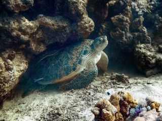Naklejka na ściany i meble Riesenschildkröte