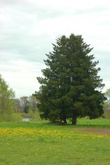 タンポポ畑と杉の木（タテ）.