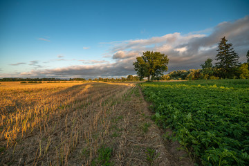 Naklejka premium landscape with yellow field and blue sky