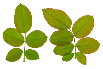 Rose leaves on white background.