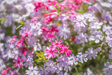 鮮やかな芝桜　春の花