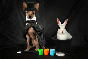 Funny Xoloitzcuintli dog dressed as a magician