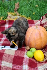 autumn vegetables and fruits on plaid
