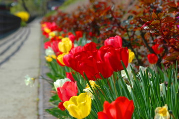 チューリップと散策路.