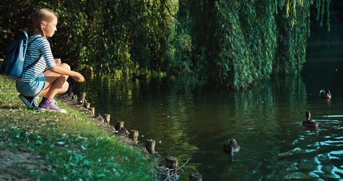 Girl feeds ducks on a pond feeding ducks at the sunset
