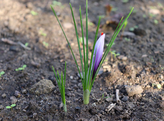 Crocus sativus, commonly known as saffron crocus, or autumn crocus.The crimson stigmas called threads, are collected to be as a spice. It is among the world's most costly spices by weight.