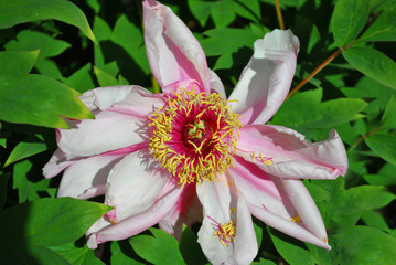 Pink peony faded soft flower with yellow pestle, top view soft green leaves background