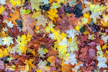 Fallen maple leaves. Autumn colors. Texture. Background.