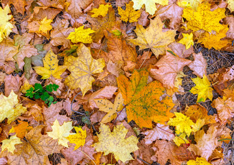 Fallen maple leaves. Autumn colors. Texture. Background.