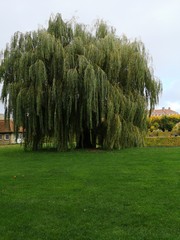 Fototapeta premium trees in the park
