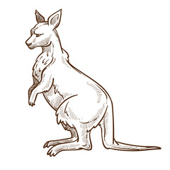 Kangaroo or wallaby isolated sketch, Australian animal with pouch - obrazy, fototapety, plakaty