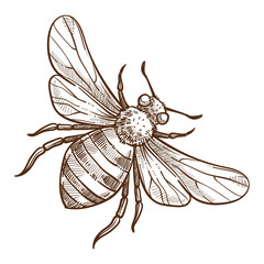 Stinging insect, bee isolated sketch, striped bug