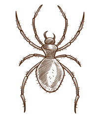 Arachnid or spider isolated sketch, tarantula or black widow