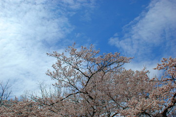 桜の花と青空