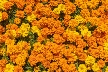 オレンジの花の集まり