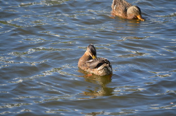 duck in the water