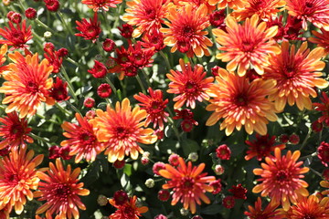 Flower miracles bathed in sunlight