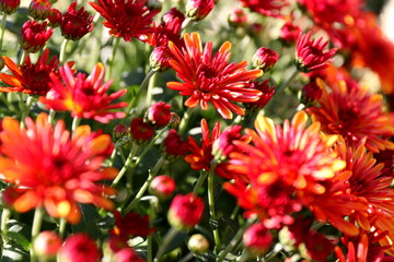 Flower miracles bathed in sunlight