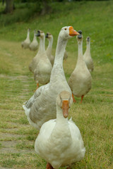 gooses on green grass