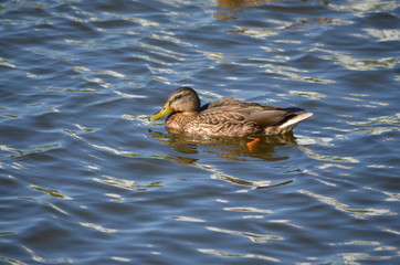 duck in the water