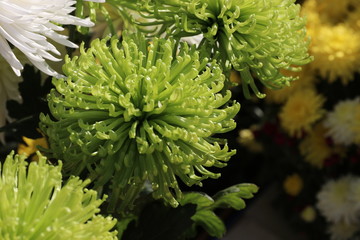 Flower miracles bathed in sunlight