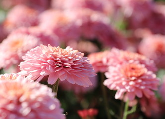Flower miracles bathed in sunlight