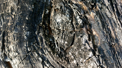 wood texture with burnt and blackened bark closeup