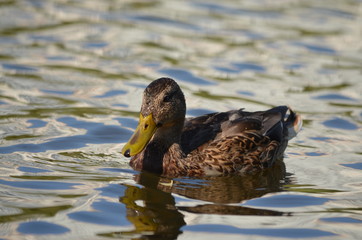 duck in the water