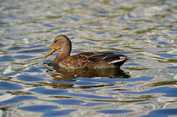 duck in the water