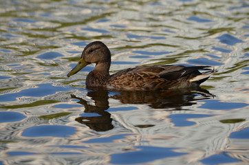 duck in the water