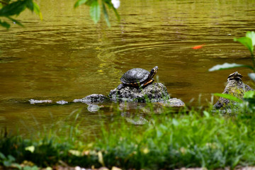 Turtles At. Pond