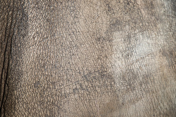 Closeup Abstract Skin images background of Rhino skin in wildlife.