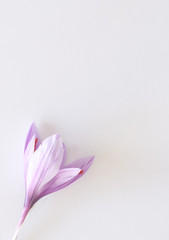 Crocus sativus, commonly known as saffron crocus on a white background. It is among the world's most costly spices by weight.