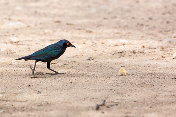 Red-shouldered glossy-starling (Lamprotornis nitens) walking to a piece of bread on the ground, Namibia, Africa