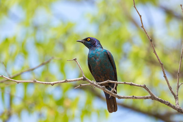 Red-shouldered glossy-starling (Lamprotornis nitens) sitting on a branch, Namibia, Africa