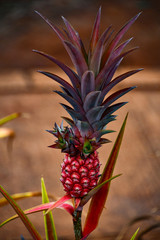 Fototapeta premium Single Pineapple