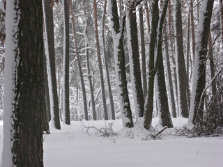 Forest in winter