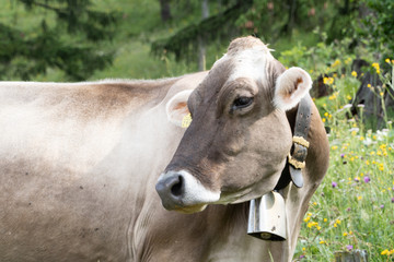 A brown cow with a bell in the alps