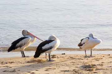 Young Australian Pelican's standing on shore near Cairns in Tropical North Queensland, Australia