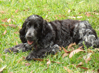 Blue roam english cocker spaniel puppy