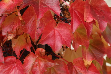 Bright red leaves of wild grapes in autumn