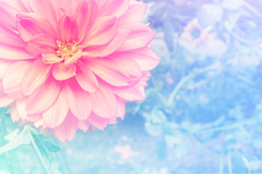 A pink dahlia flower on a blurred garden background, a design template for a greeting card or invitation with a place for text, toned image