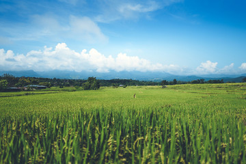 Fototapeta na wymiar Green rice fields rice in the morning