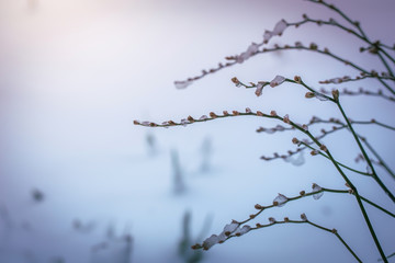 Dry plant covered with snow