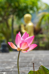 Pink lotus in front of Buddha statue