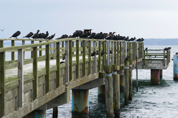 Sassnitz - zamknięte molo oaza kormoranów © Konrad Kerker